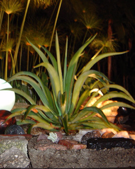 Octopus Agave